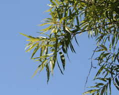 Image of coastal plain willow