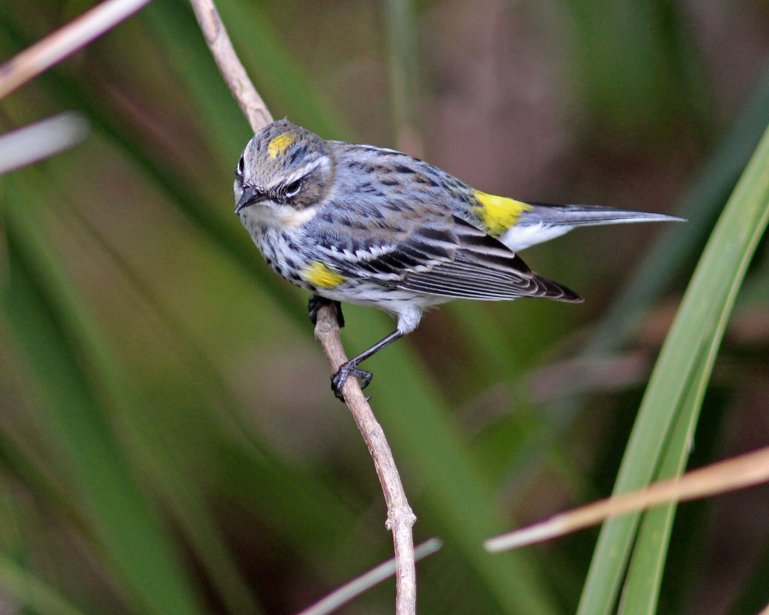 Image of Myrtle Warbler