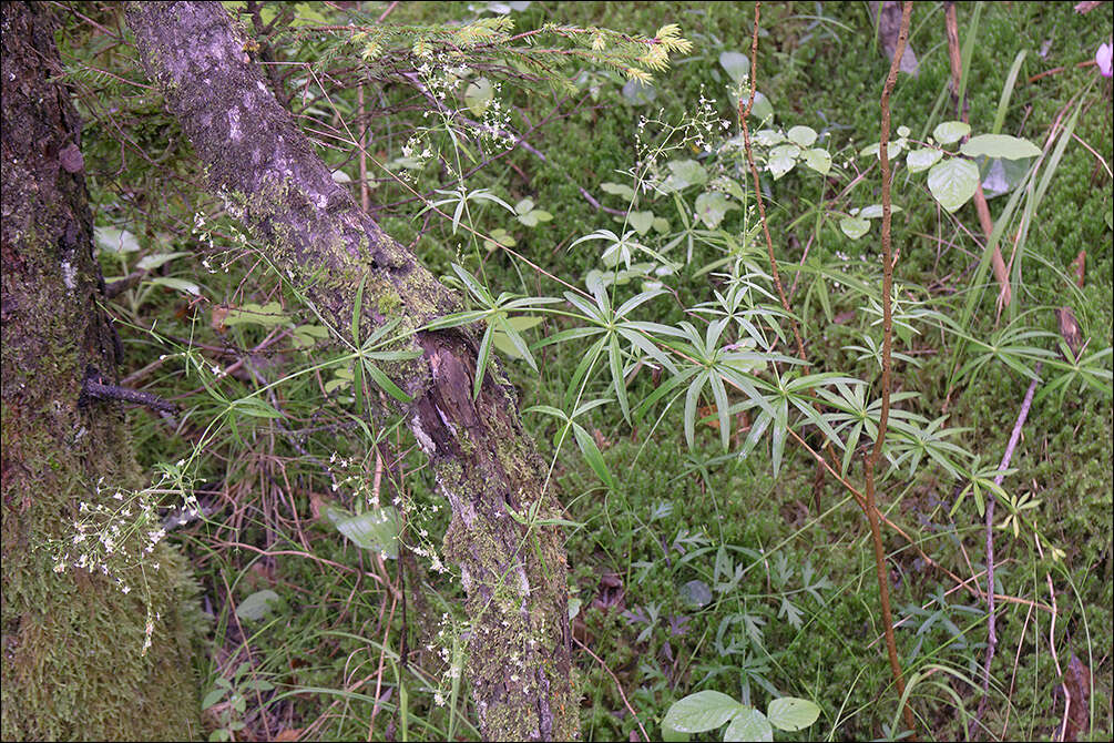 Plancia ëd Galium sylvaticum L.