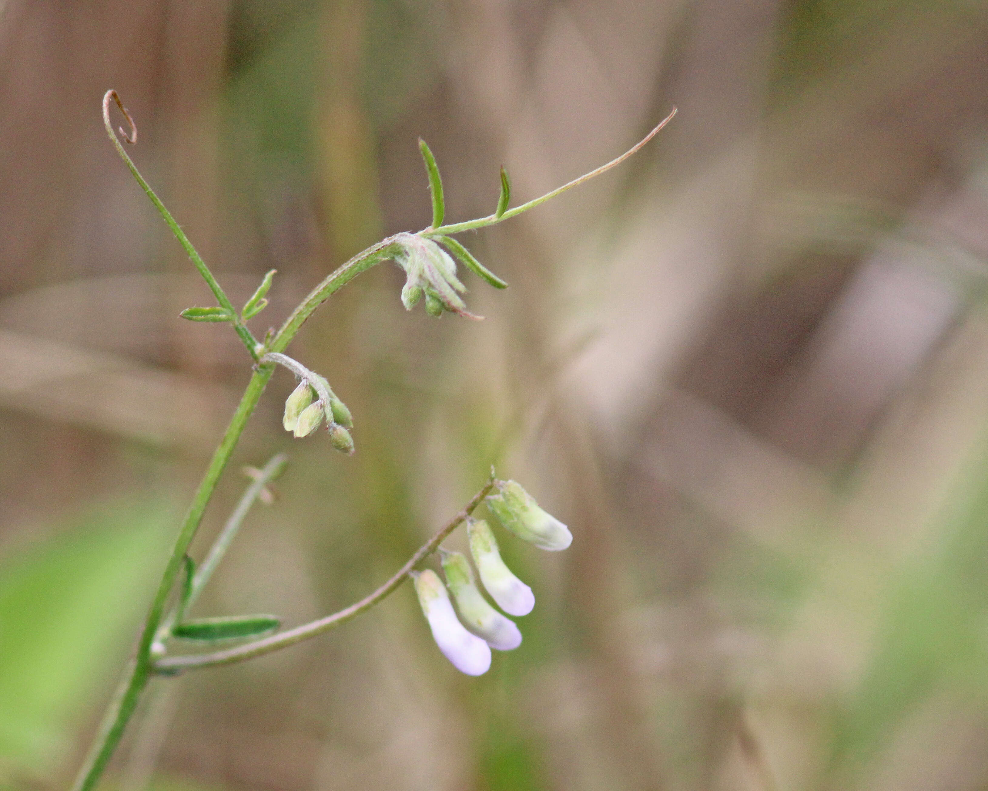 Sivun Vicia acutifolia Elliott kuva