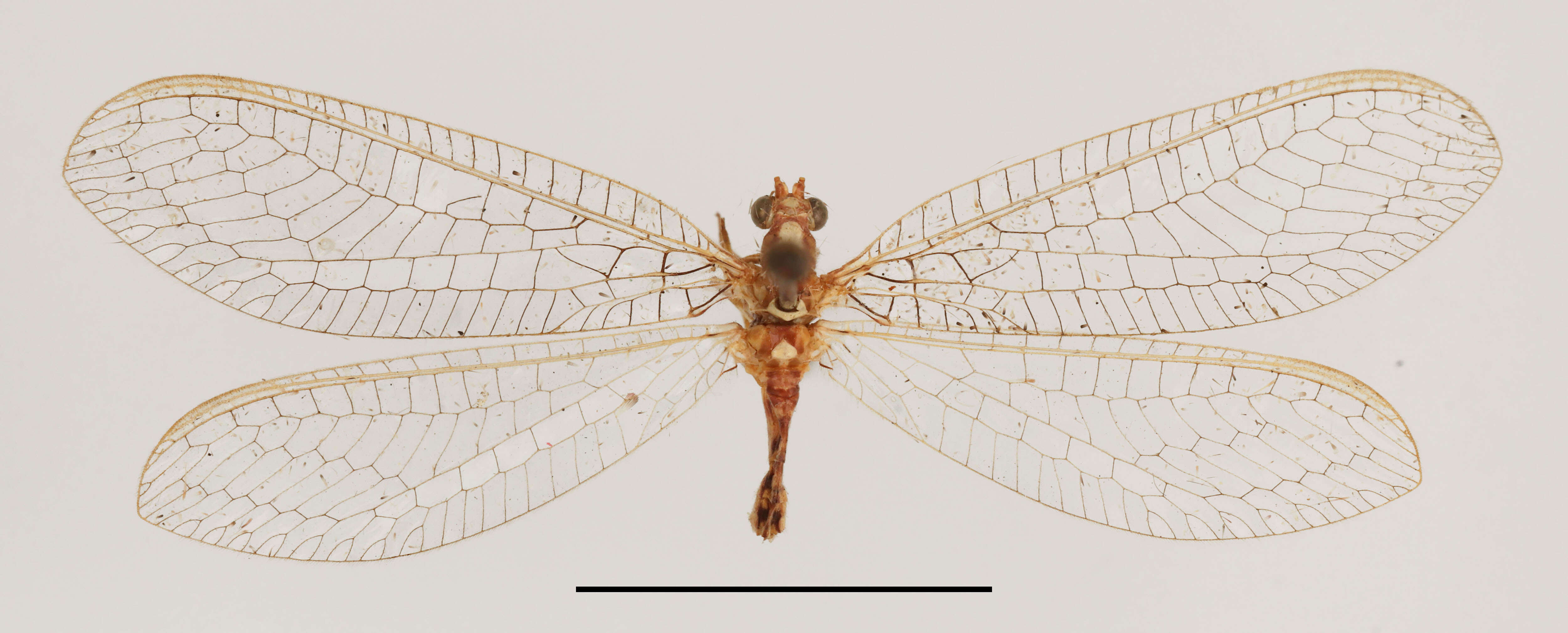 Image of Dysochrysa