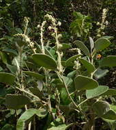 Image of Croton ferrugineus Kunth