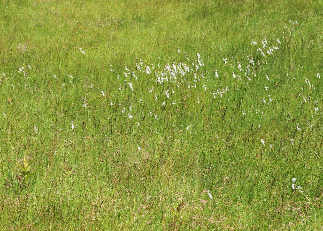 Image of broad-leaved cottongrass