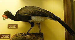 Image of Wattled Curassow