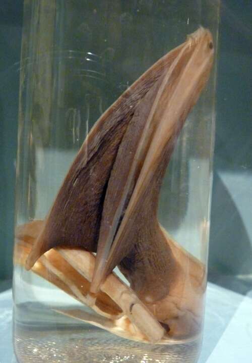 Image of pelican eels