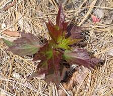 Image of crimsoneyed rosemallow