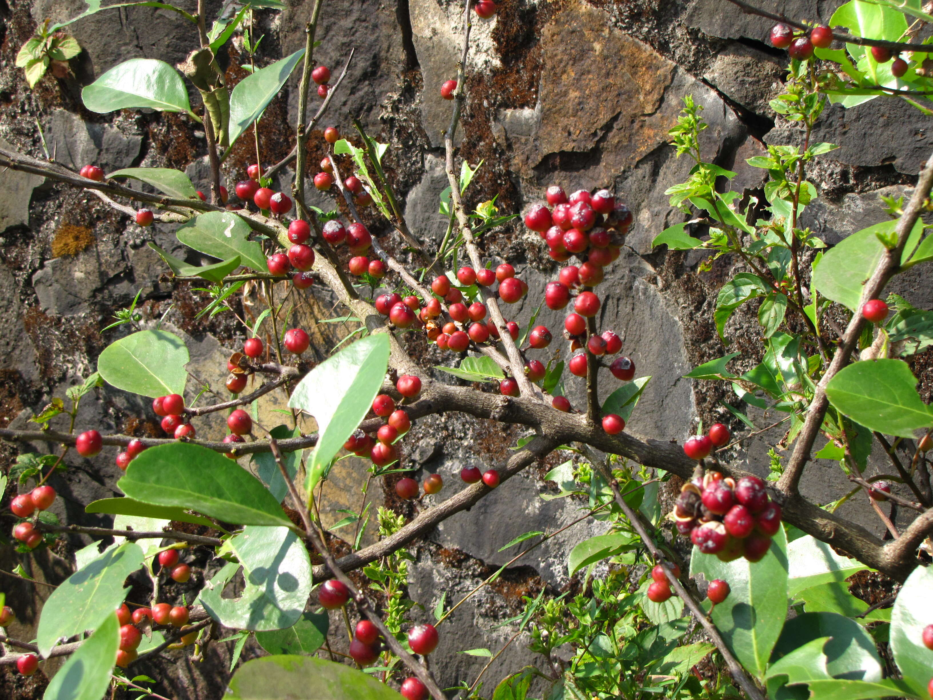 Image of Gymnosporia wightiana (Babu) R. S. Rao