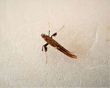 Image of Caloptilia stigmatella (Fabricius 1781)