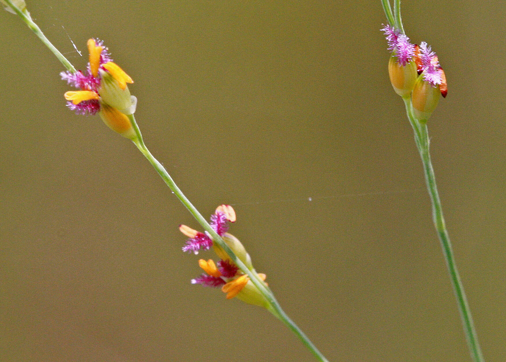 Imagem de Panicum repens L.