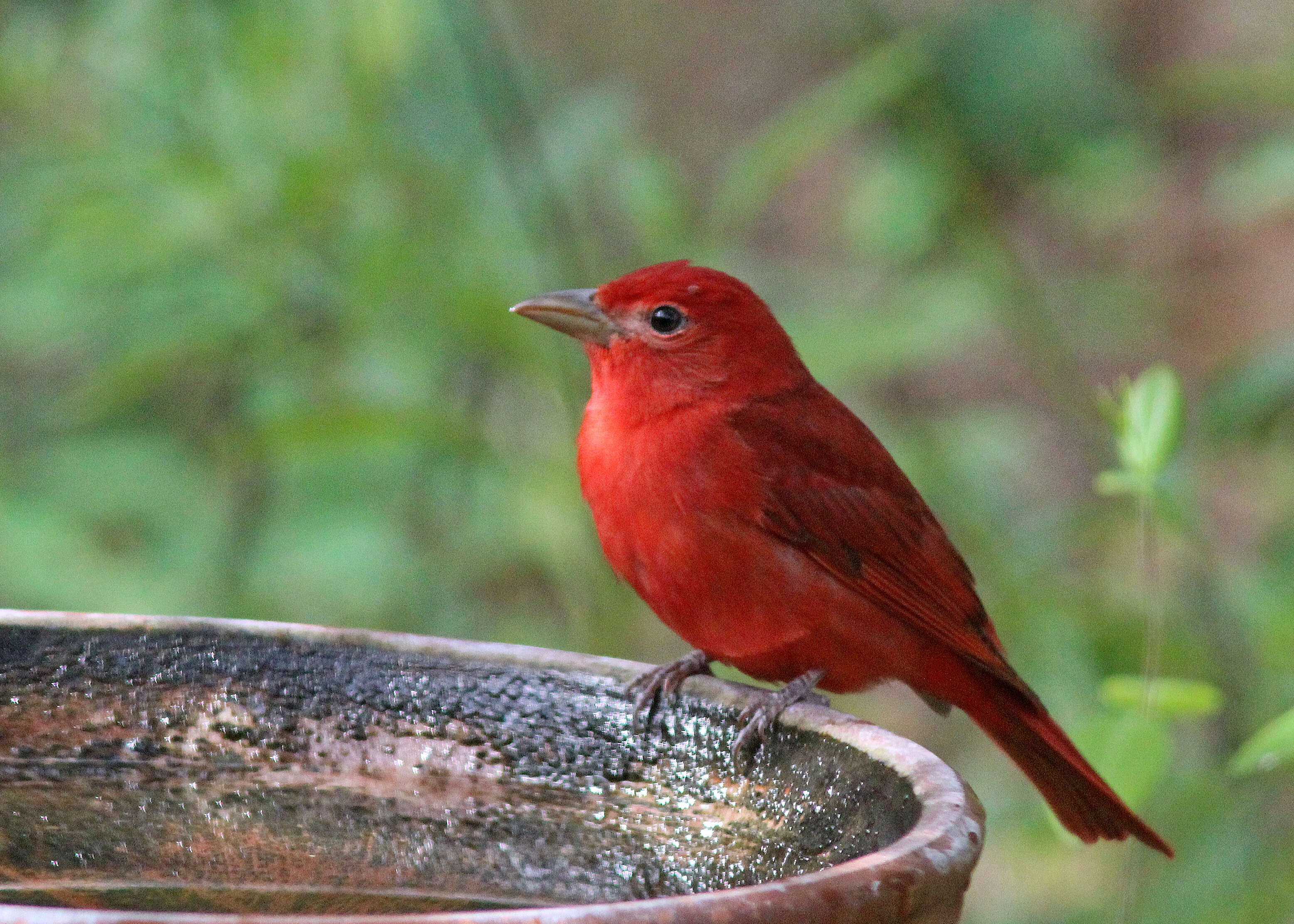 Image of Summer Tanager