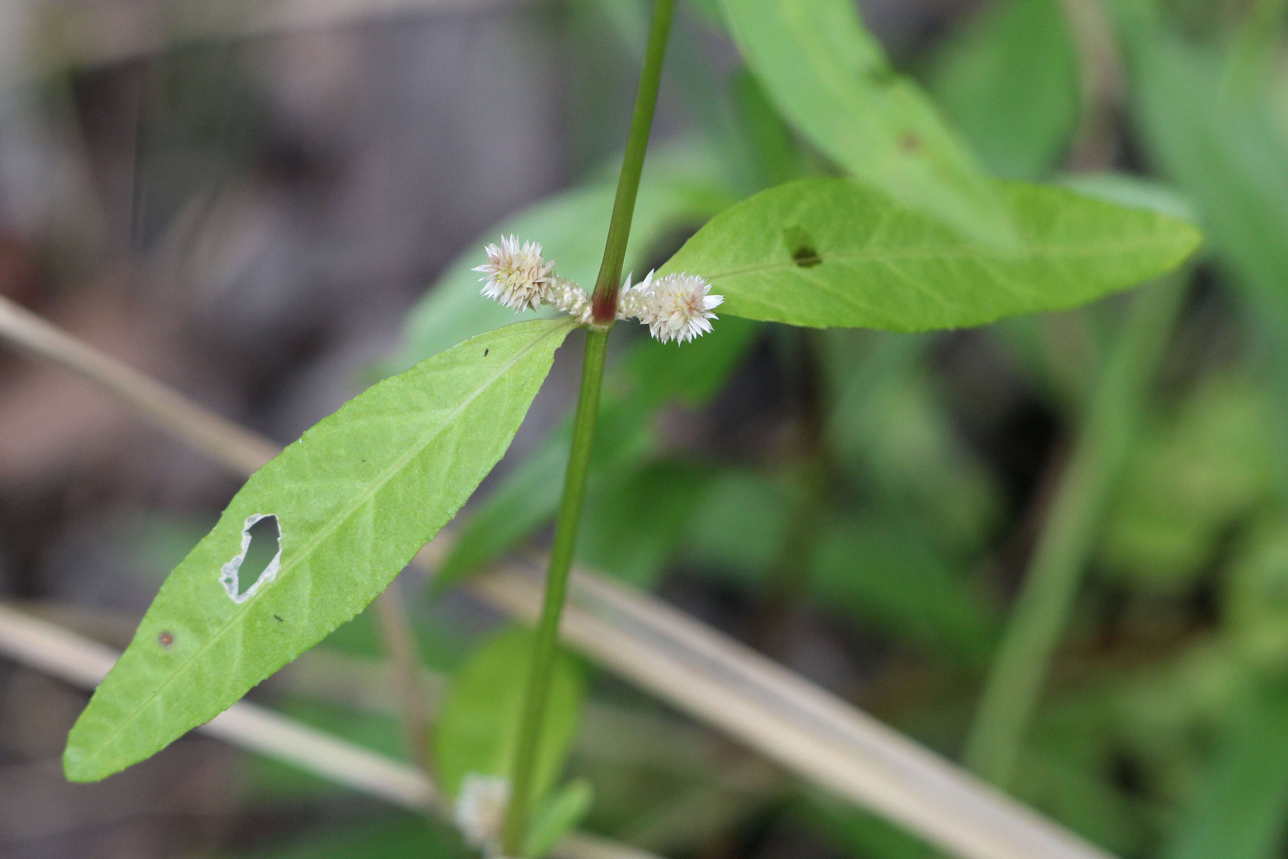 Image of sessile joyweed