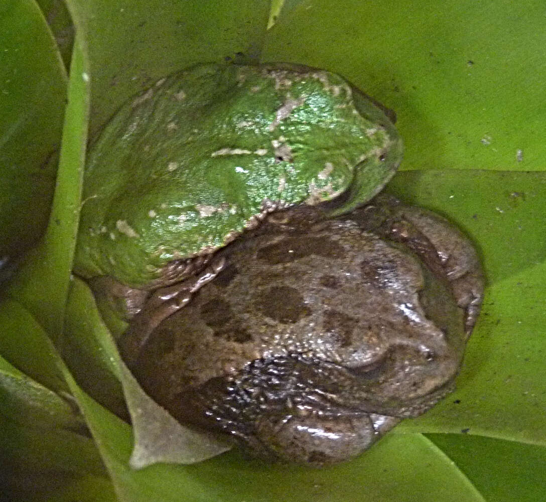 Imagem de Gastrotheca riobambae (Fowler 1913)