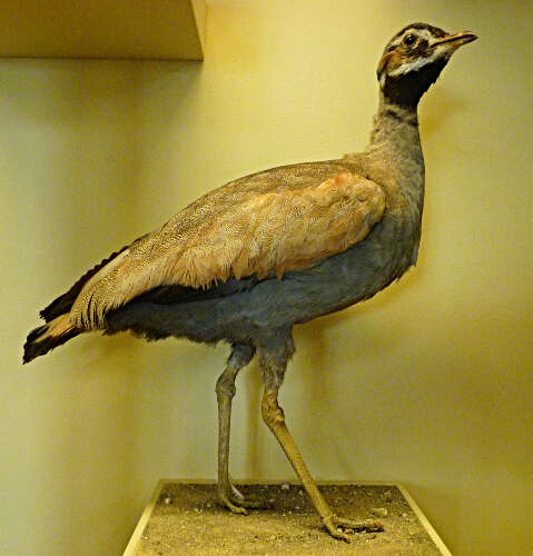 Image of Blue Bustard