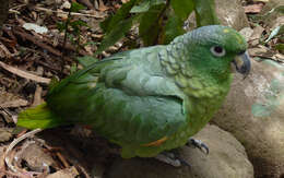 Image of Southern Mealy Amazon