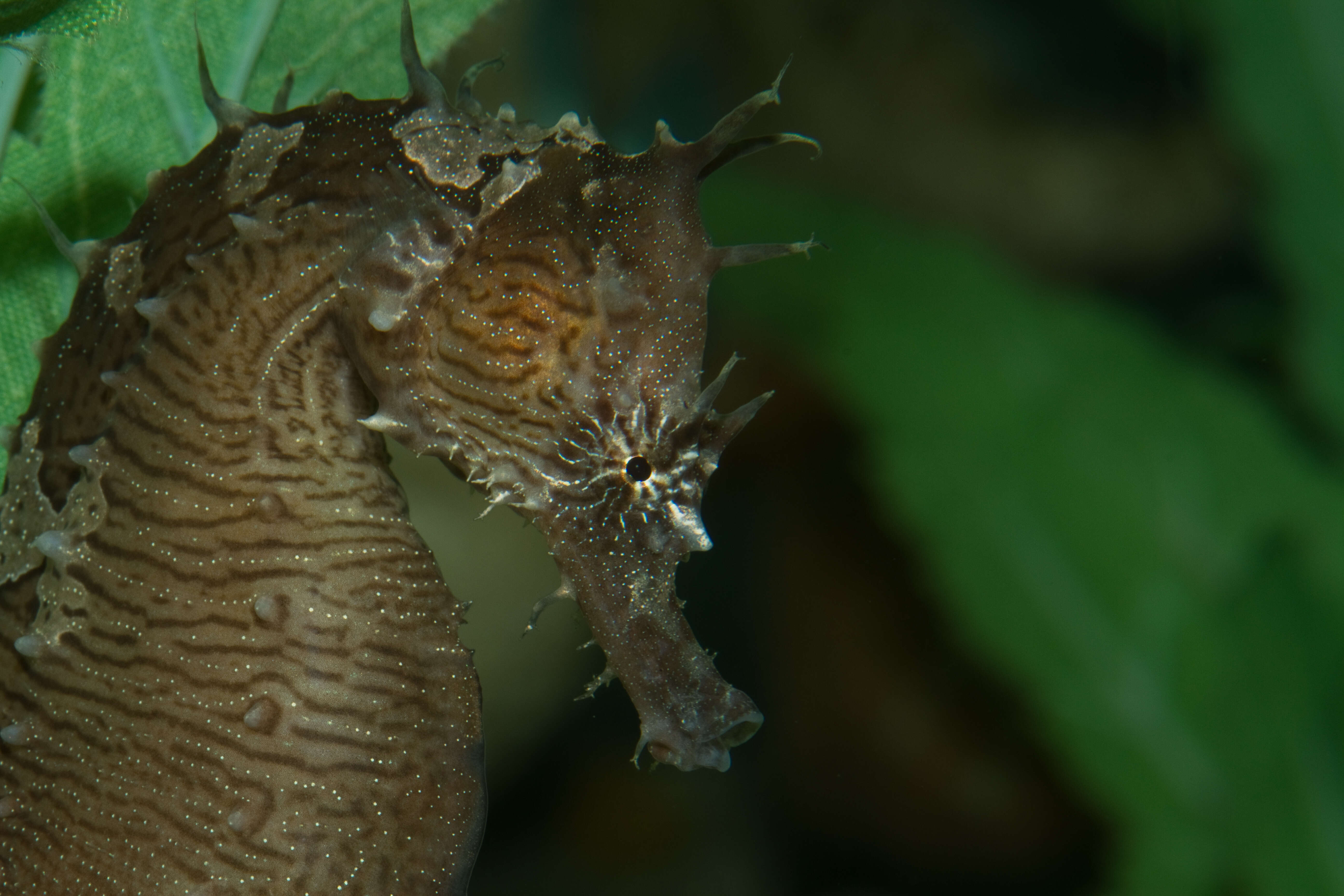 Image of Lined Seahorse