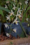 Imagem de Coelogyne asperata Lindl.