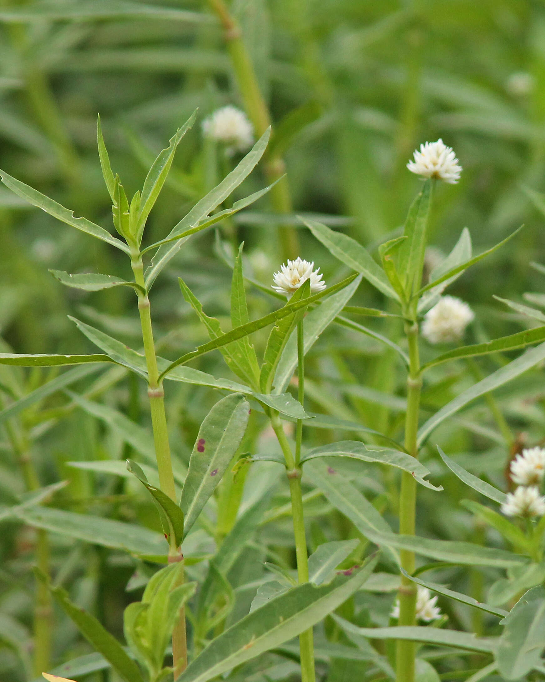 صورة Alternanthera philoxeroides (Mart.) Griseb.