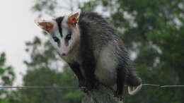 Image of White-eared Opossum