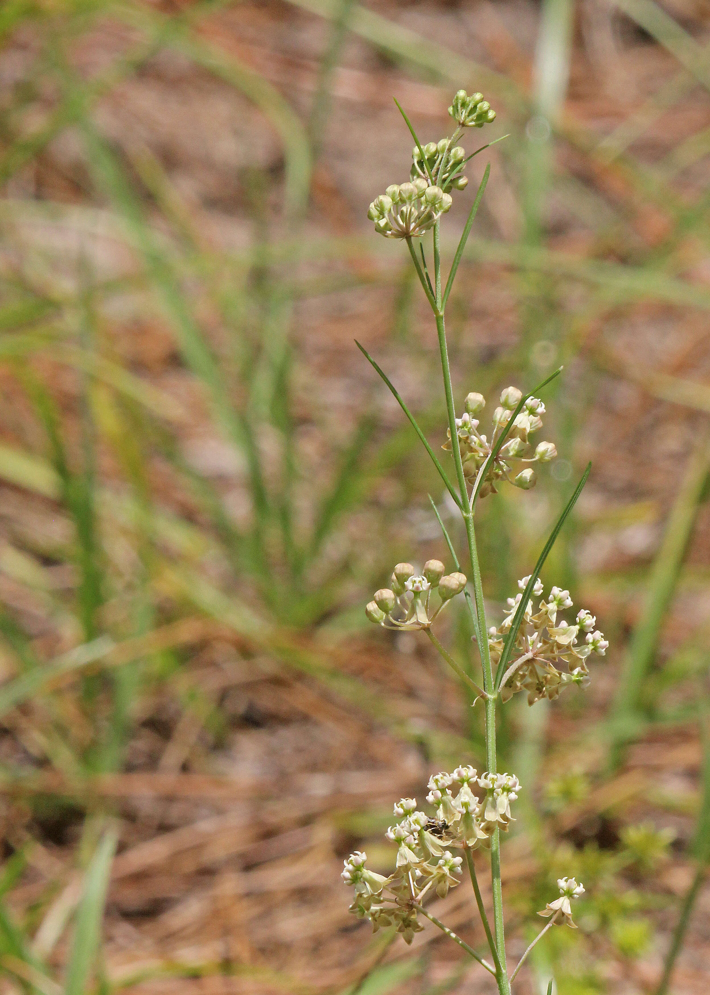 Image of whorled milkweed