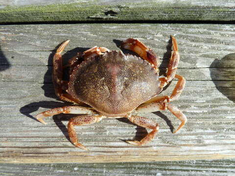 Image of Atlantic Rock Crab