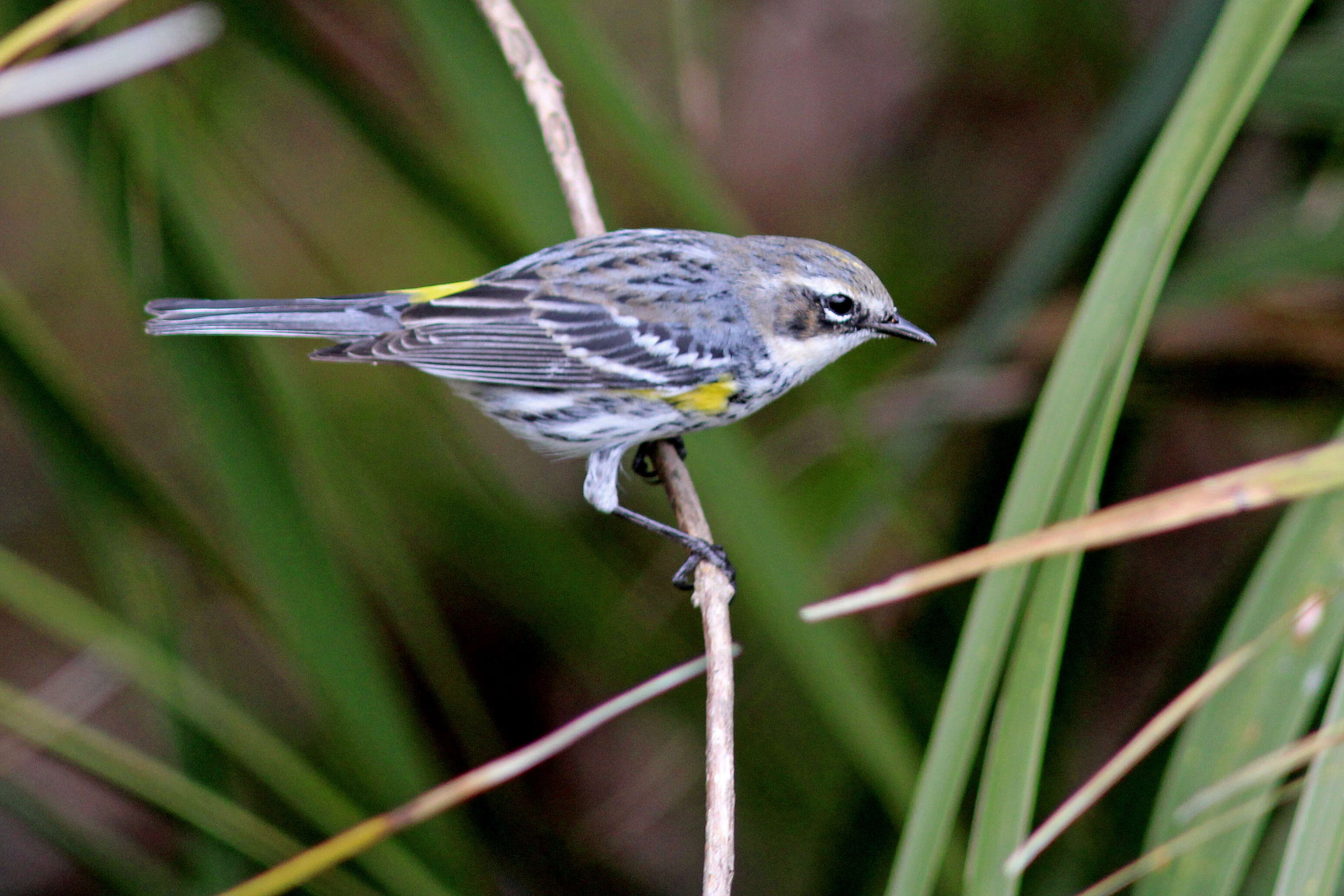 Image of Myrtle Warbler