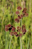 Juncus megacephalus M. A. Curtis resmi