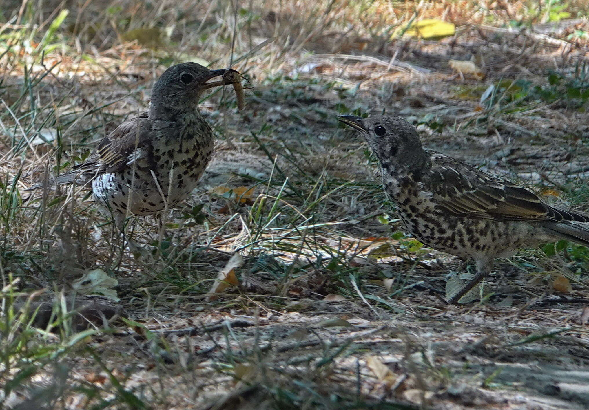 Image of Mistle Thrush