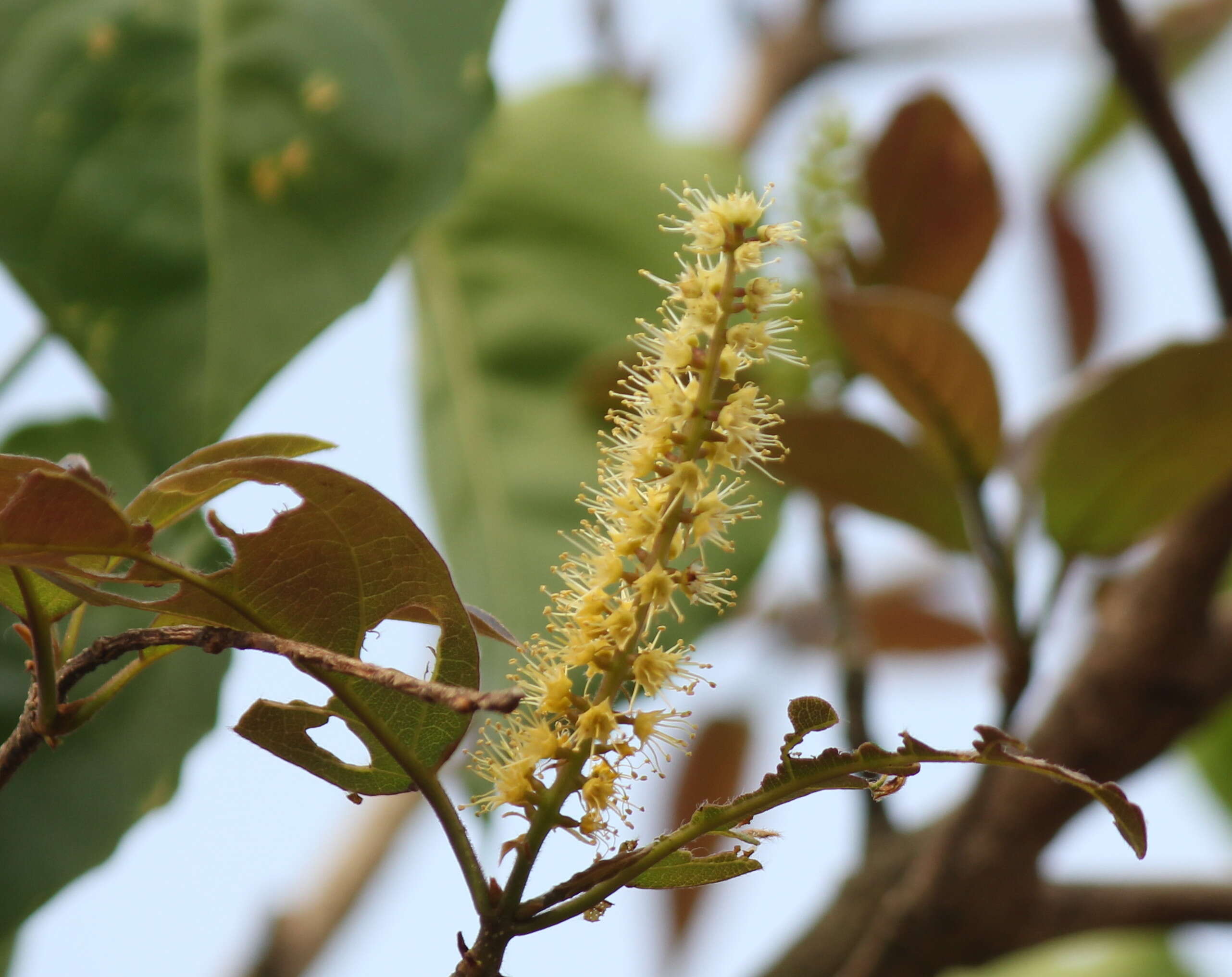 Image de Terminalia bellirica (Gaertn.) Roxb.