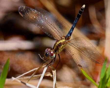 Image of Little Blue Dragonlet