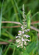 Image of Canada germander