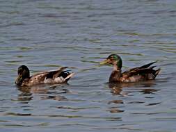 Image of Common Mallard