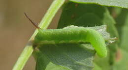 Image of privet hawk-moth