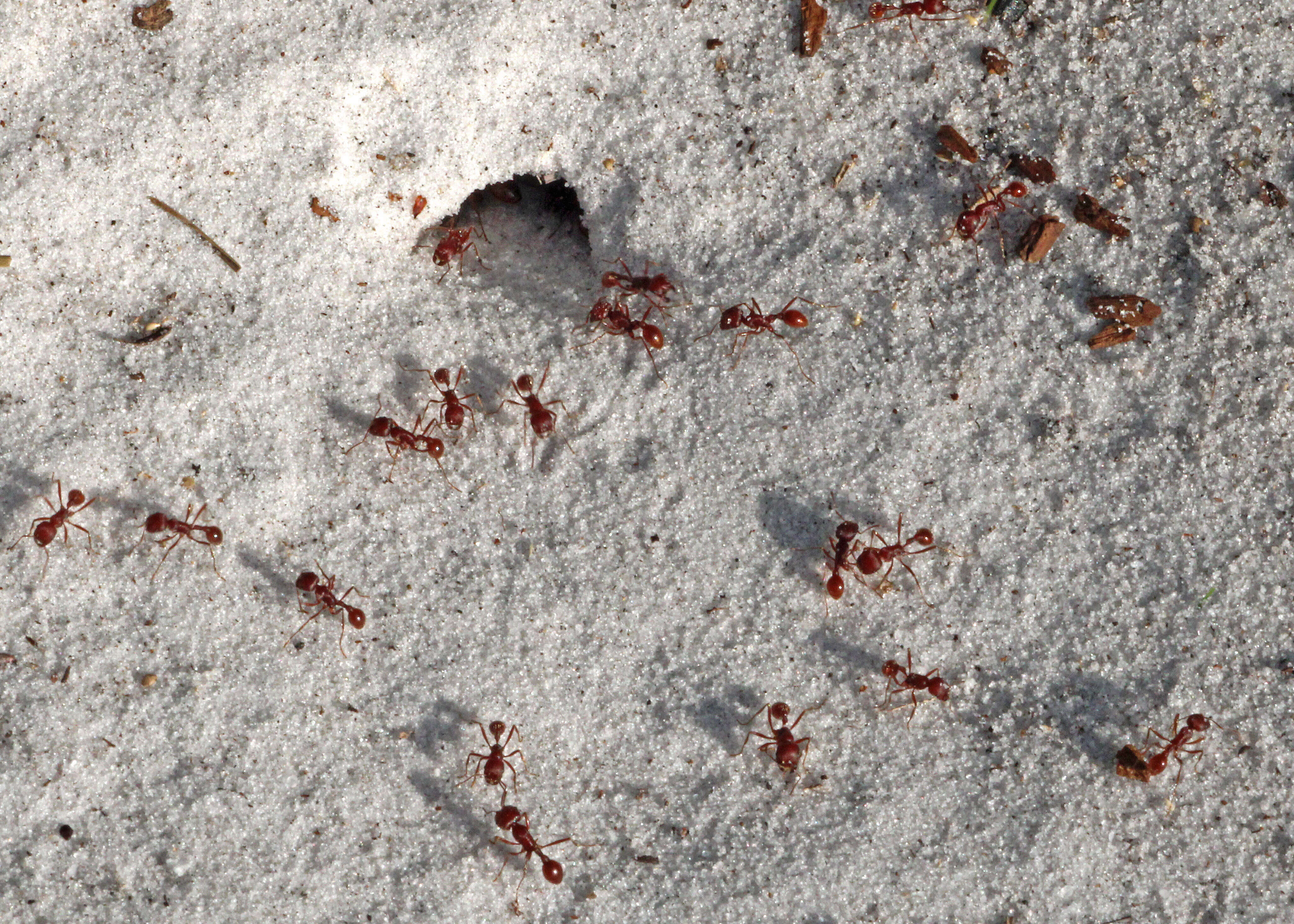 Image of Florida Harvester Ant