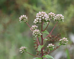 Pluchea foetida (L.) DC. resmi