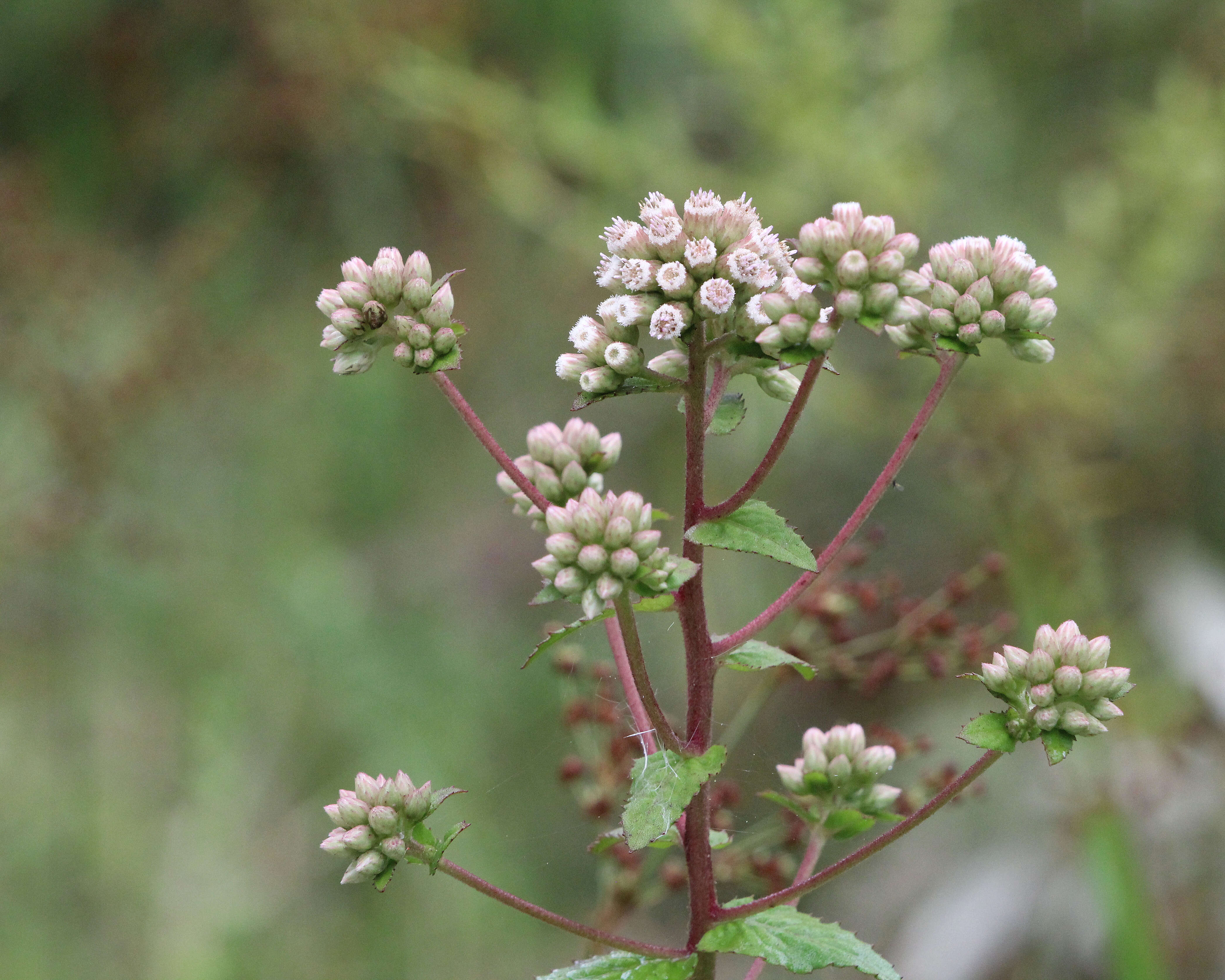 Pluchea foetida (L.) DC. resmi