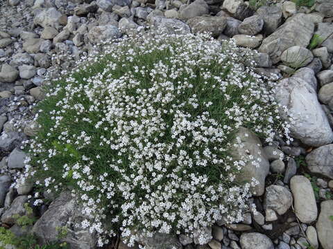 Image de Gypsophile rampante