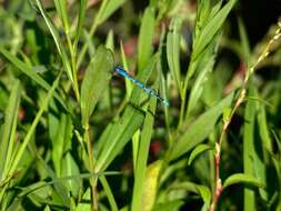 Image of Familiar Bluet