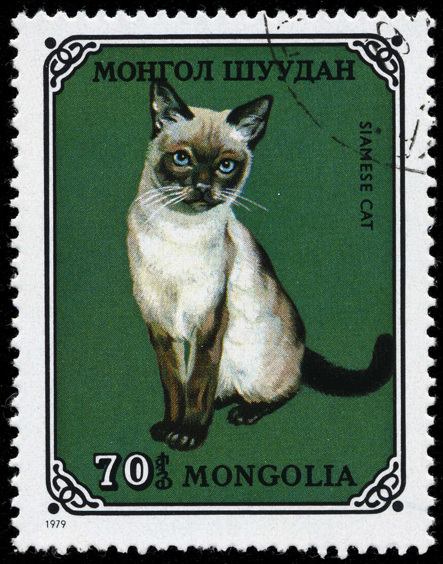 Image of Domestic Cat