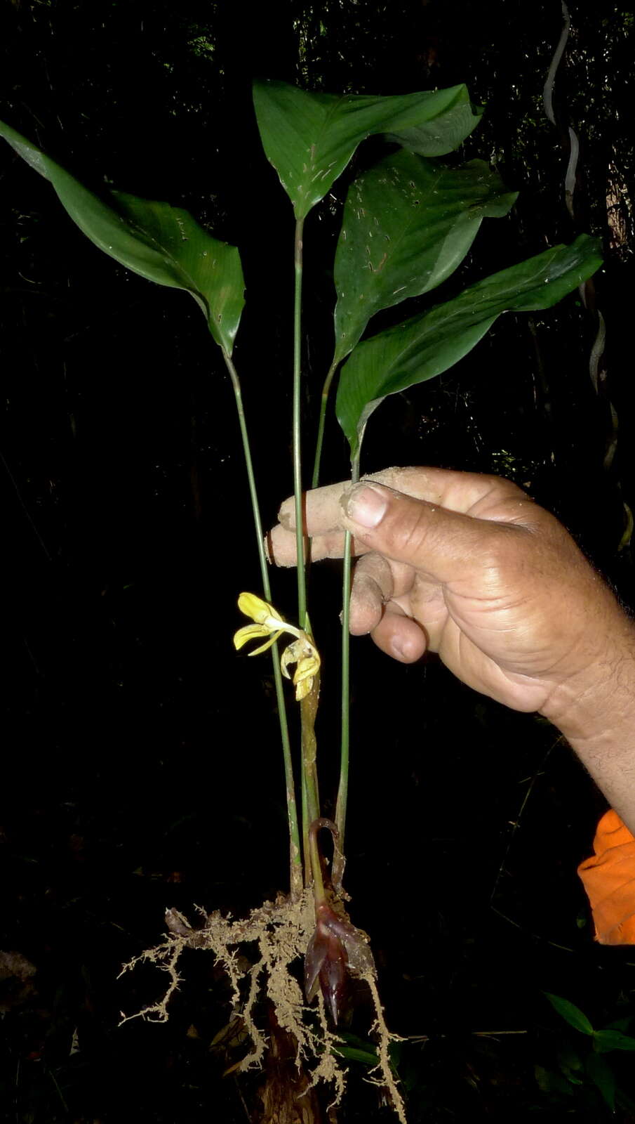 Image de Goeppertia brasiliensis (Körn.) Borchs. & S. Suárez