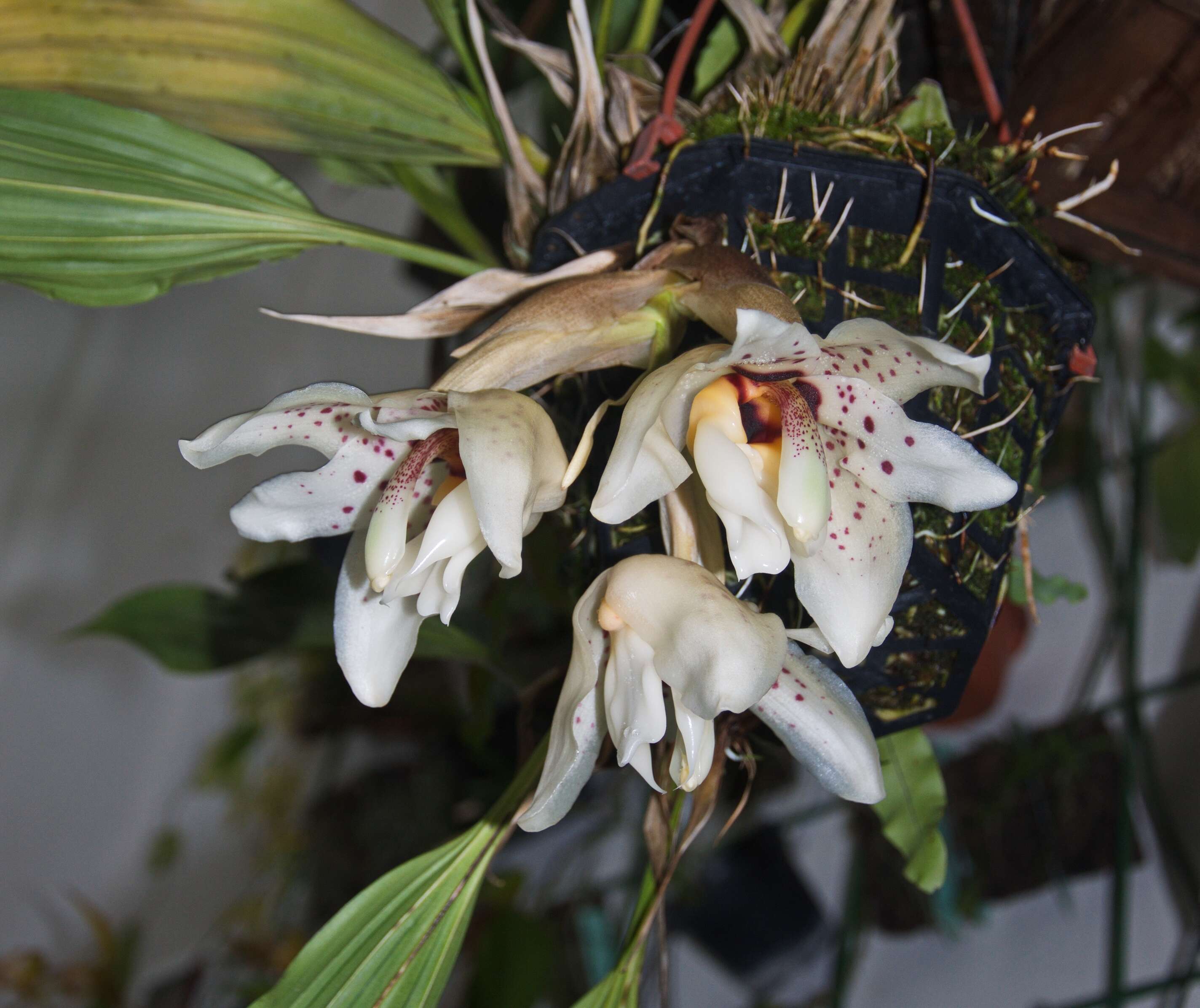 Image of Stanhopea martiana Bateman ex Lindl.