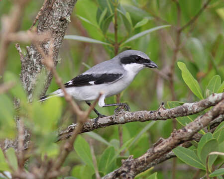 Image of Loggerhead Shrike