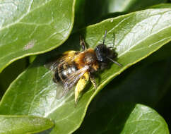 Image of Andrena bicolor Fabricius 1775