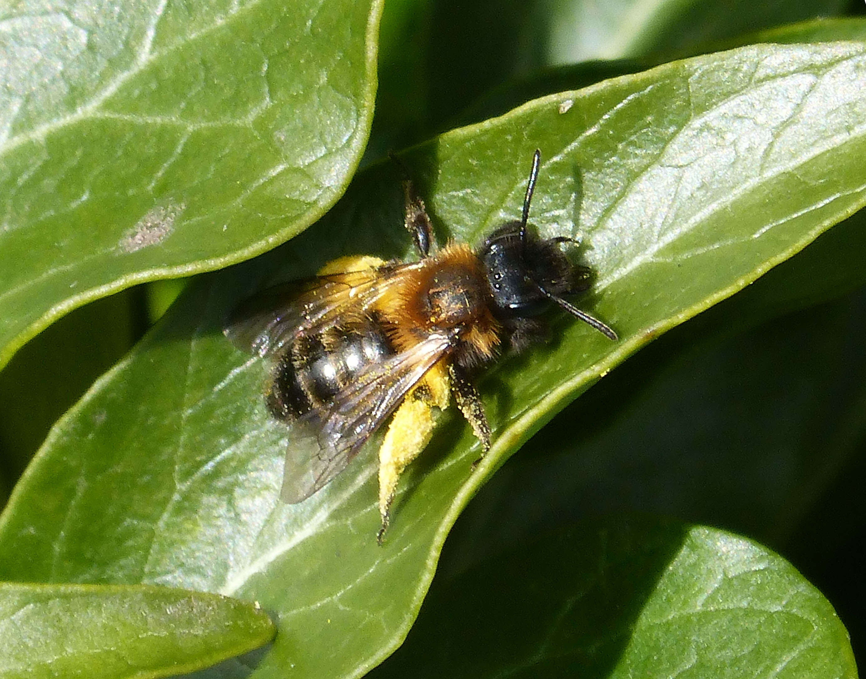 Image of Andrena bicolor Fabricius 1775