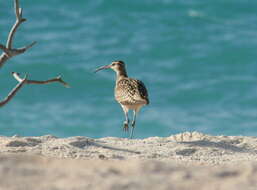 Image of Bristle-thighed Curlew