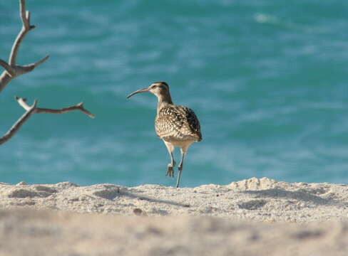 Image of Bristle-thighed Curlew