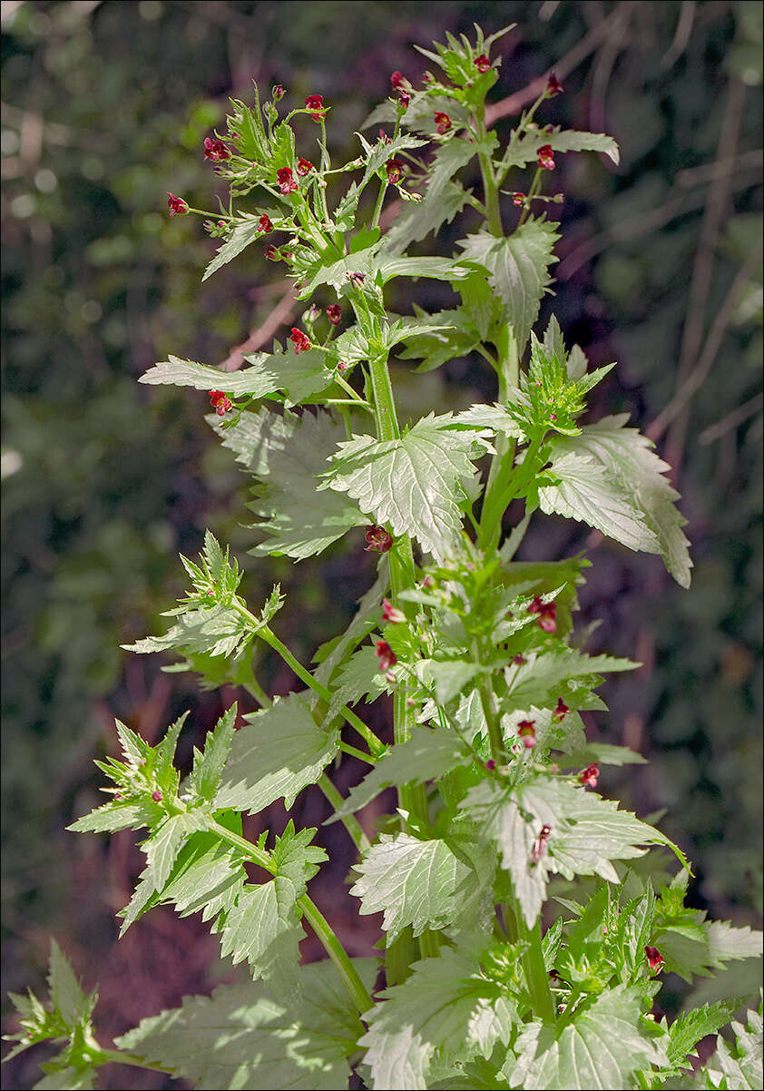 Scrophularia peregrina L. resmi