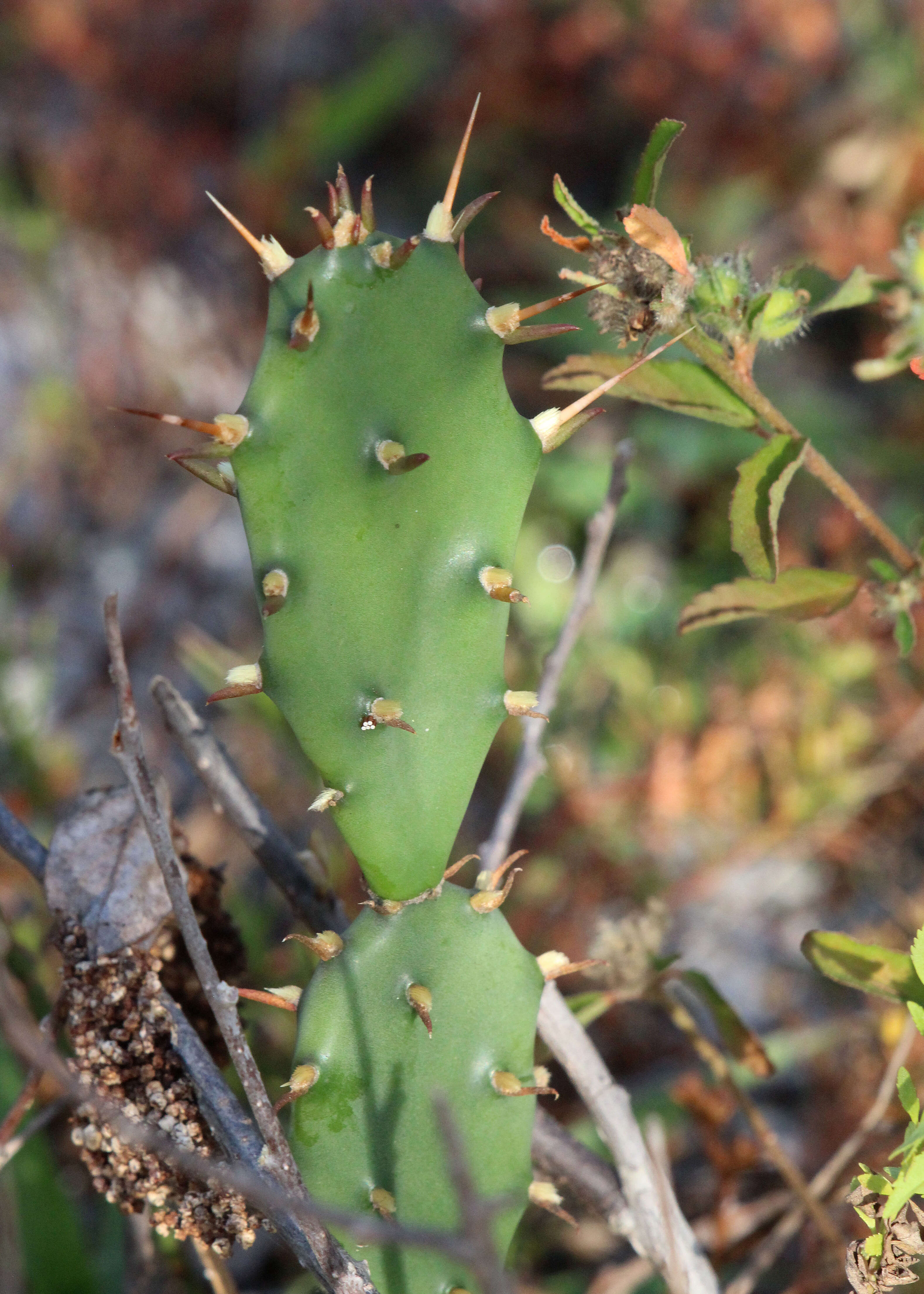 Image of Eastern Prickly Pear