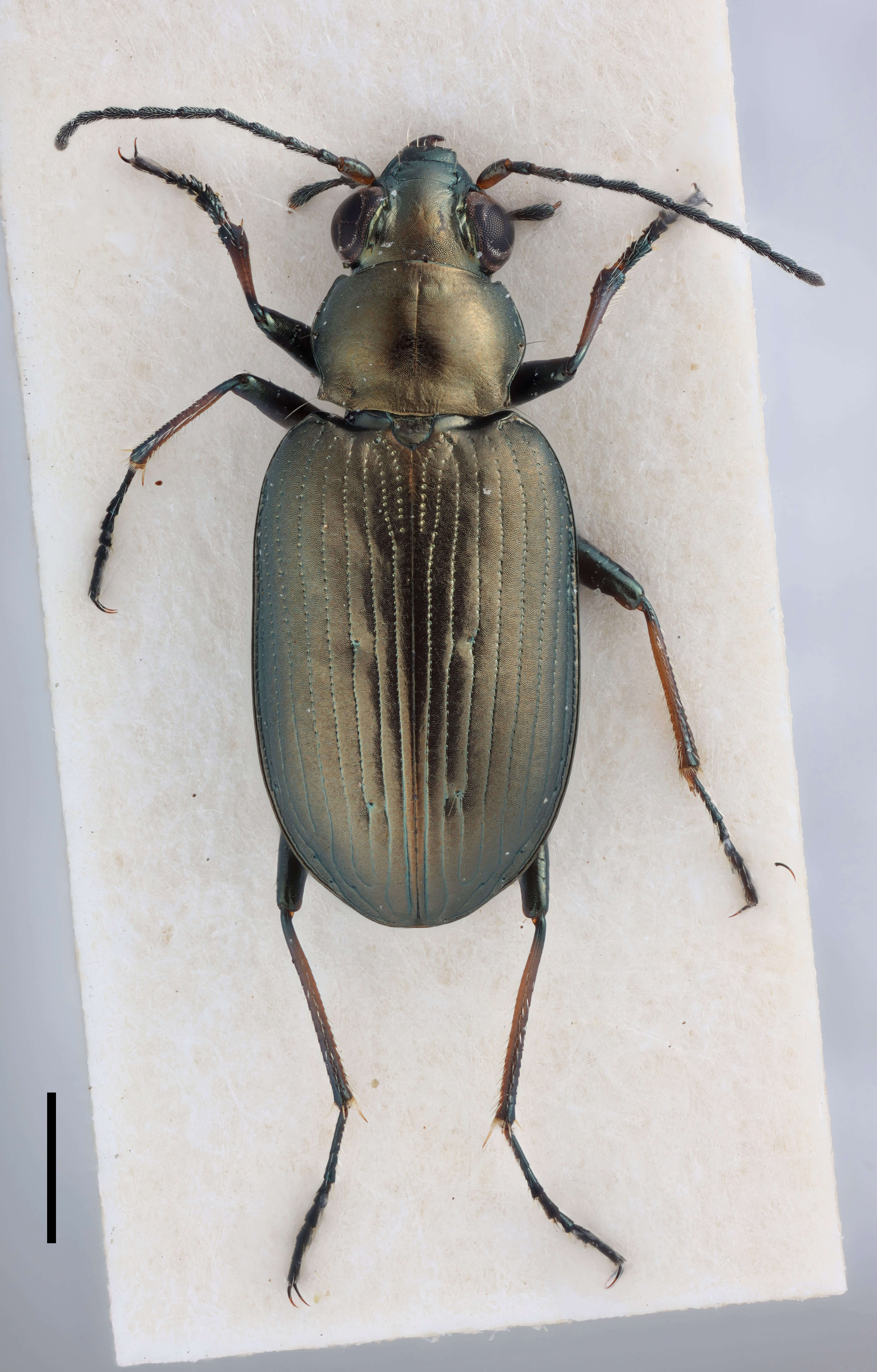 Plancia ëd Bembidion (Odontium) striatum (Fabricius 1792)