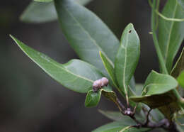 Image of Trioza magnoliae (Ashmead 1881)