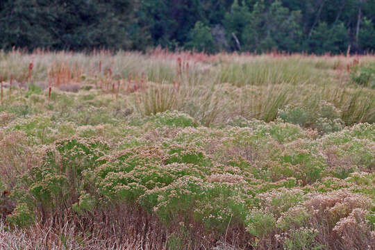 Image of Slender Goldentop